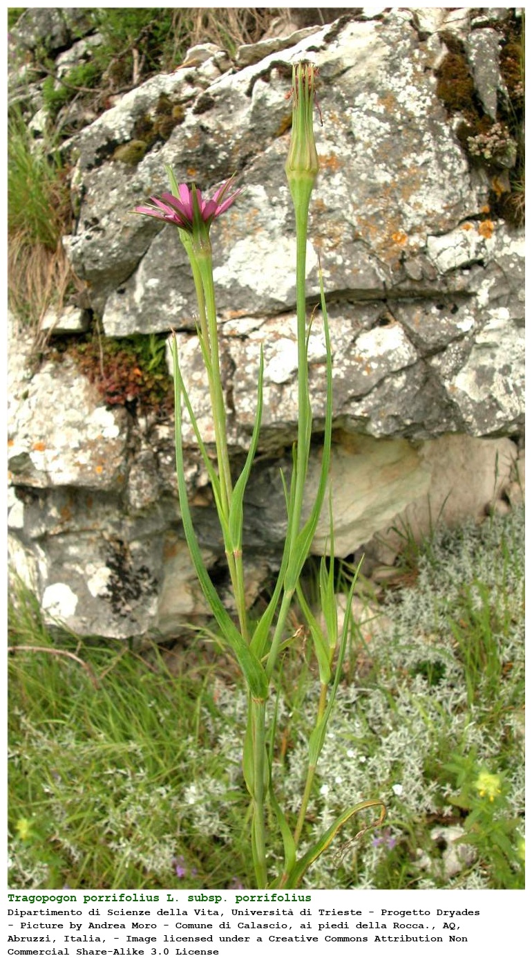 Tragopogon porrifolius L. subsp. porrifolius
